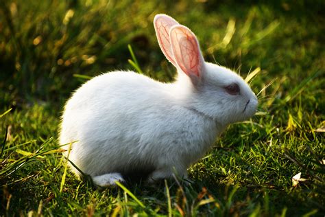 Whitr rabbit